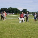 SAMARA King Jasmin i ZEBRA Kara-Kum